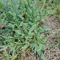 Diplotaxis tenuifolia
