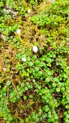 Gaultheria hispidula