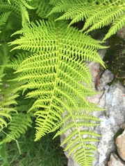 Athyrium distentifolium