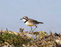 Charadrius thoracicus