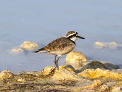 Charadrius thoracicus