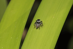 Euophryini