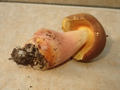 Lanmaoa angustispora