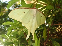 Actias aliena aliena
