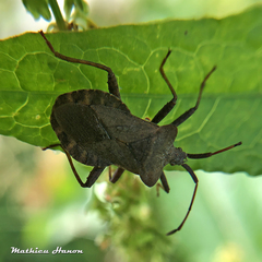Coreus marginatus marginatus