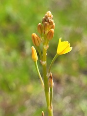 Bulbine semibarbata