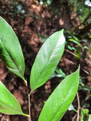 Castanopsis kawakamii