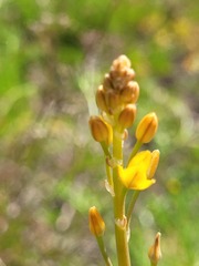 Bulbine semibarbata