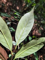 Castanopsis kawakamii