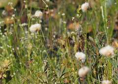 Eriophorum