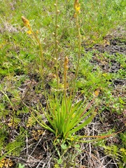 Bulbine semibarbata