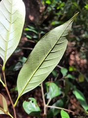 Castanopsis kawakamii