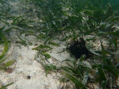 Canthigaster valentini