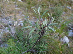 Salix eleagnos