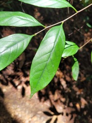Castanopsis kawakamii