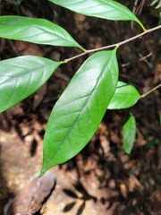 Castanopsis kawakamii