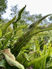 Asplenium scolopendrium scolopendrium