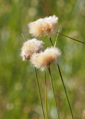 Eriophorum