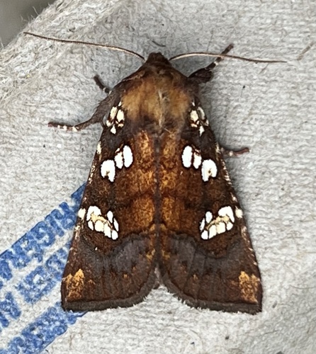 Umbellifer Borer Moth