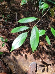 Castanopsis kawakamii