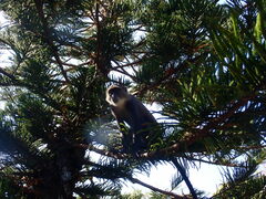 Cercopithecus mitis albogularis