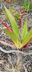 Watsonia tabularis