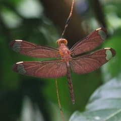 Neurothemis fulvia