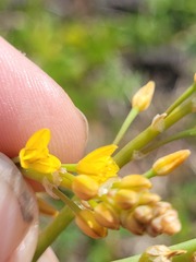 Bulbine semibarbata