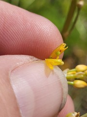 Bulbine semibarbata