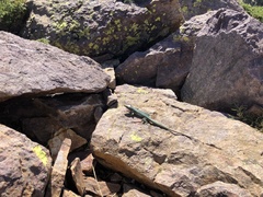 Archaeolacerta bedriagae bedriagae