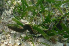 Gymnothorax richardsonii