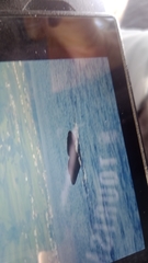 Physeter macrocephalus