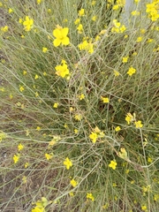 Diplotaxis tenuifolia