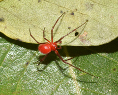 Ruborridion