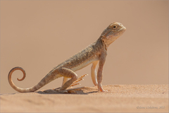 Phrynocephalus mystaceus