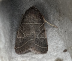 Orthodes majuscula