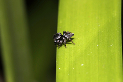 Euophryini