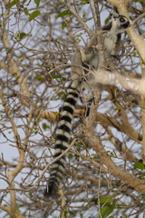 Lemur catta