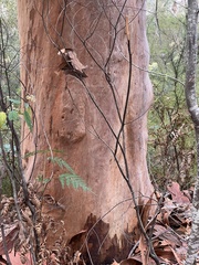 Angophora costata