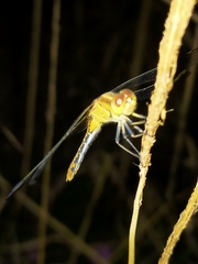 Diplacodes bipunctata