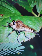 Promachus rufipes