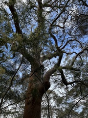 Angophora costata