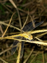 Diplacodes bipunctata