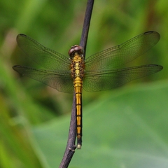 Orthetrum luzonicum