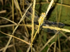 Diplacodes bipunctata