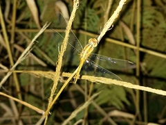 Diplacodes bipunctata