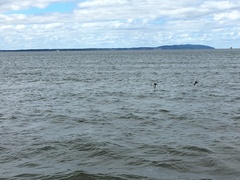 Haematopus ostralegus