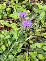 Elephantopus tomentosus