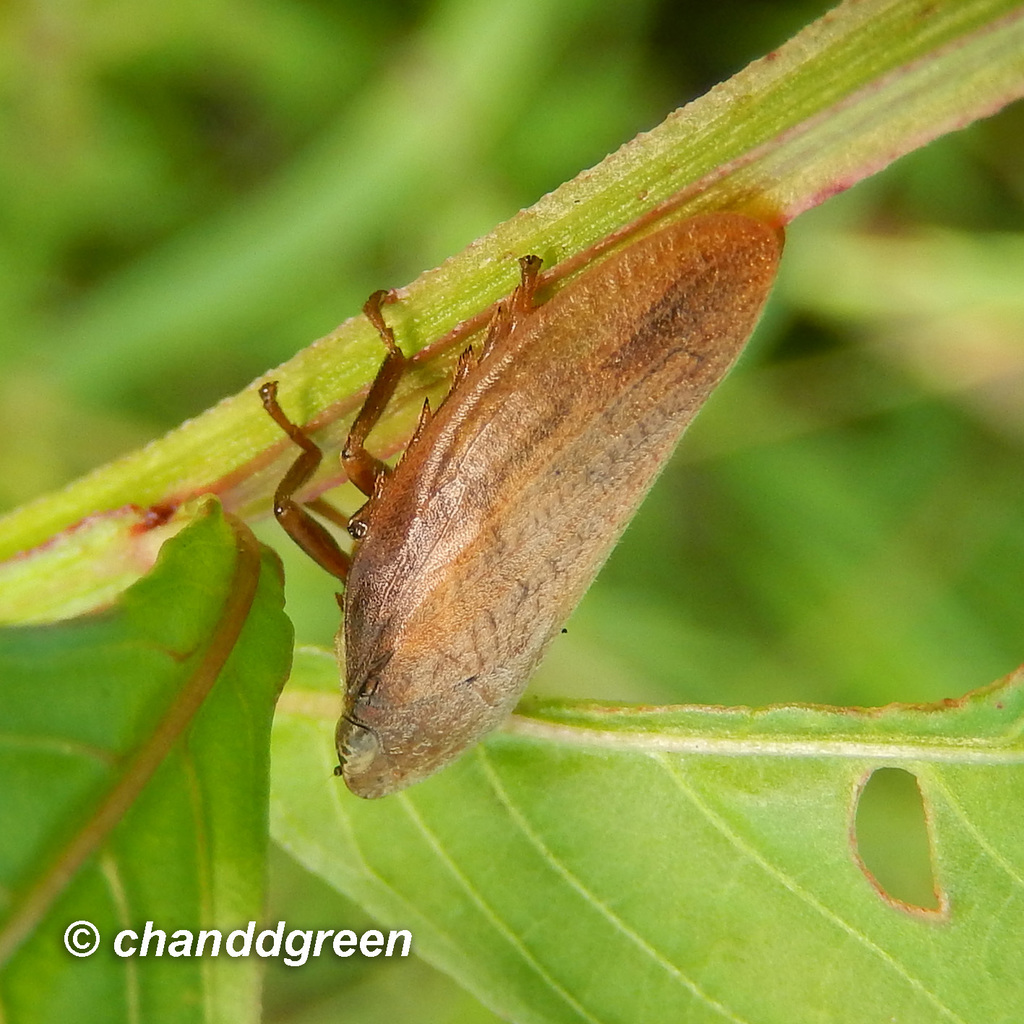 Poophilus