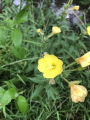 Oenothera pilosella